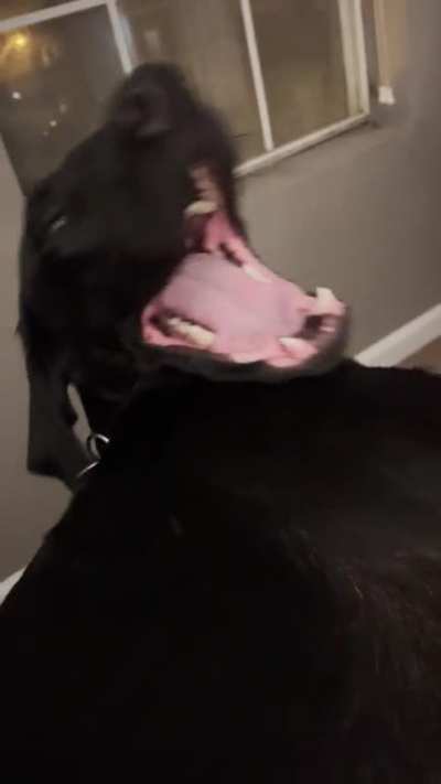 My dog squeaks when he yawns