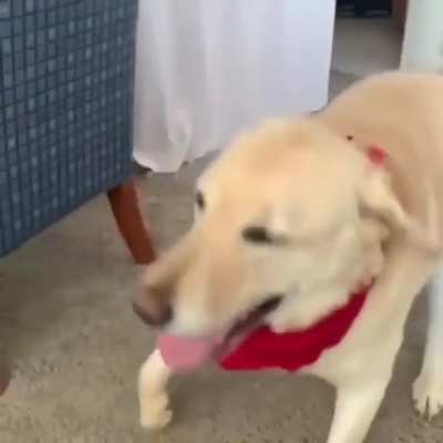 Derpy Doggo