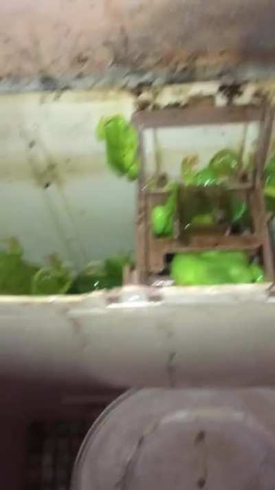 Cursed_toilet