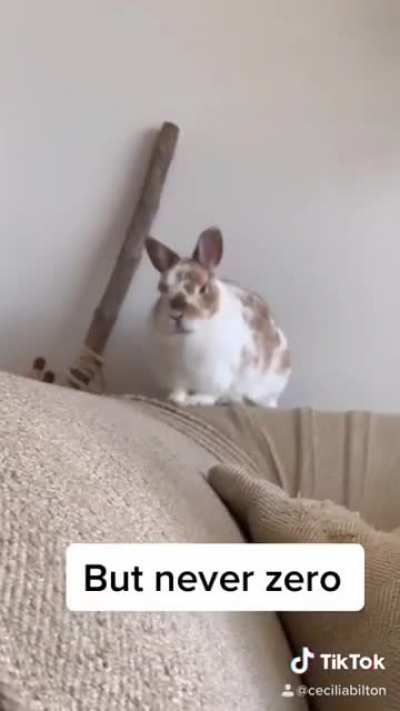 I thought Cheddar&rsquo;s grumpy face was perfect for this tiktok trend