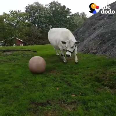 This cow makes the cutest little grunts when he&rsquo;s playing fetch with Mom 💚
