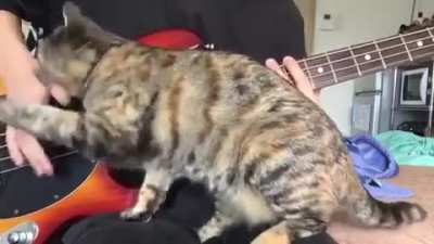 &ldquo;Stop making those horrible sounds and pet me already!&rdquo;