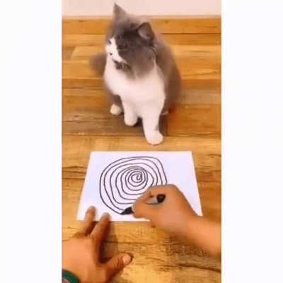 Catatonic