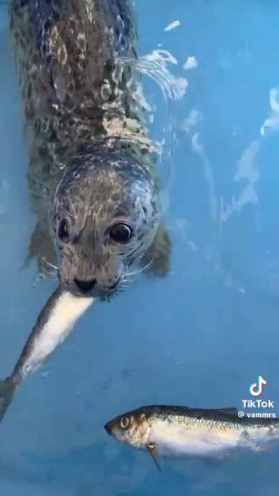 Rescue-rehab-release pup learning how to eat fish