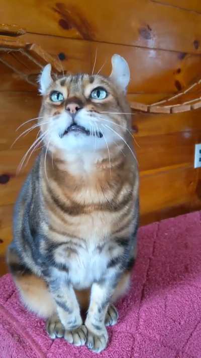 This cat has a unique meow