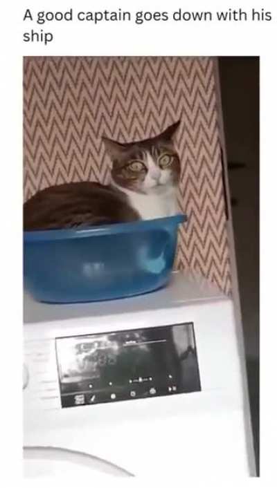 perfectlycutscreams "Uploading cat videos "