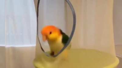 Birdie trampoline