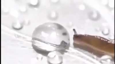 Slug gets a drink&hellip;