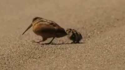 I don't care if this is posted or not. I love these lil birbs.