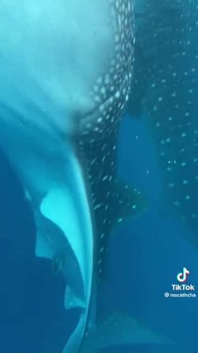 Going for a swim