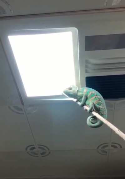 Chameleon -95 flies +10 happiness