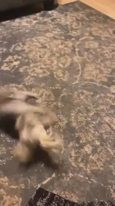 He&rsquo;s just breakdancing for treats now