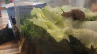 Time lasp lettuce time!