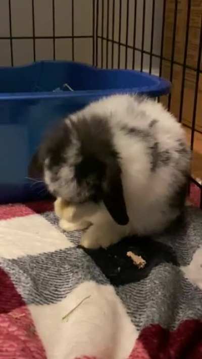 Meet Momo. Here&rsquo;s a cute vid of him cleaning his ears 🥺