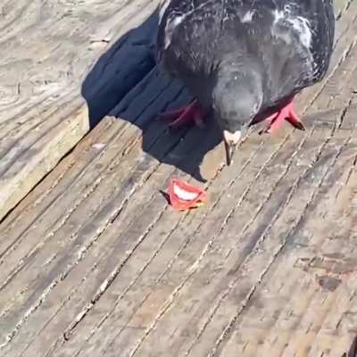 Flirty birb