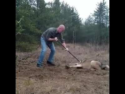 Man saves a trapped wolf.