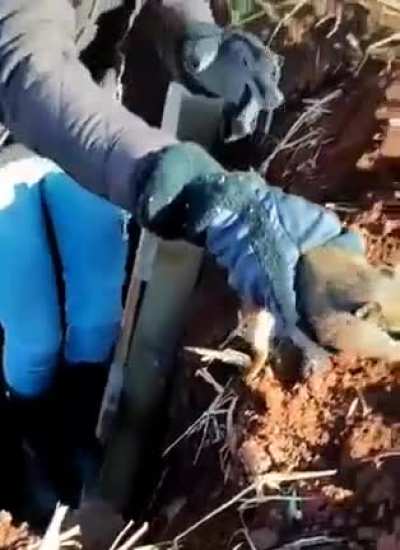 It was all smiles and pets during the rescue