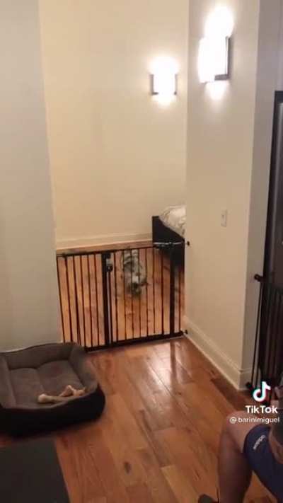 Dog vs Gate