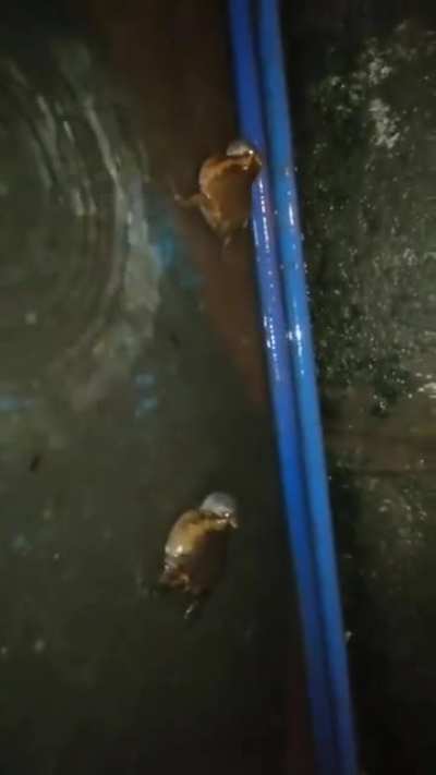 Frog fight?