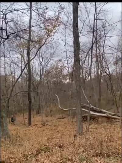 to advise where he should stand so that he would not be hurt by a falling tree