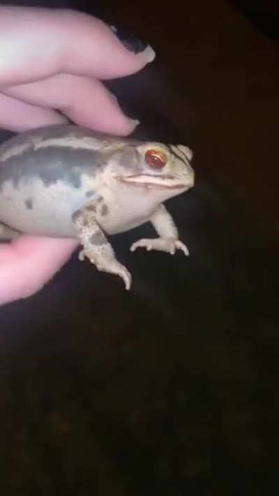 Mista toad