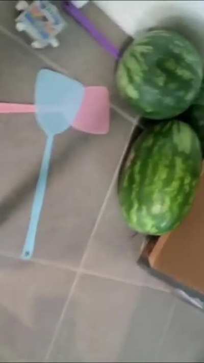 Pineapples