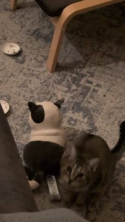 I finally got video of Riza carrying her stuffies!