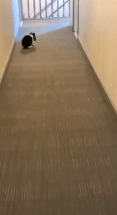 hoppity hop hop