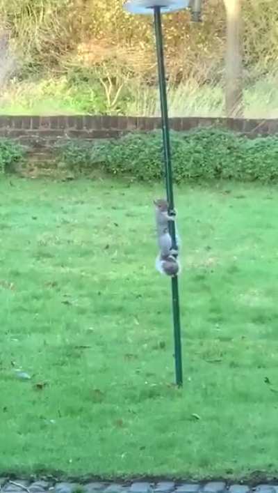 Mum was fed up of the squirrels stealing all the bird food so she greased the feeder!