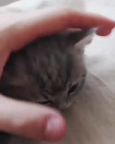 Adorable kitten