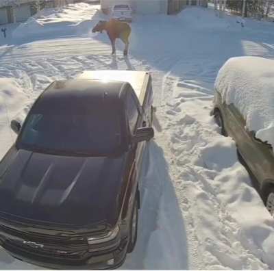 This man went to collect his mail, not realizing a moose was staring him down across the street.