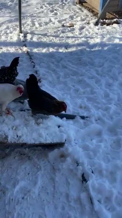 another video from yesterday&rsquo;s &ldquo;the snow is lava&rdquo; drama