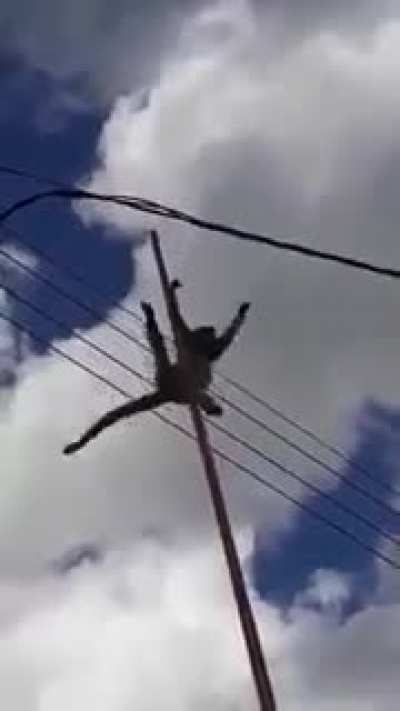 Macaco :(