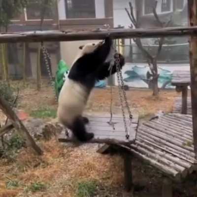 Mad panda