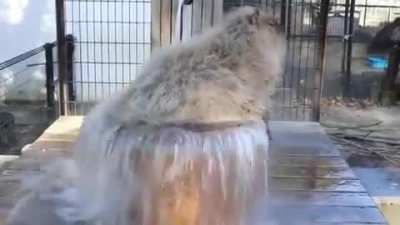 Ванна для копибары
