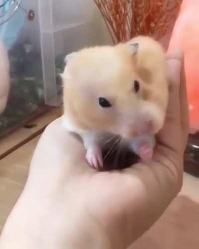 Rodents have huge cheek pouches for storing food