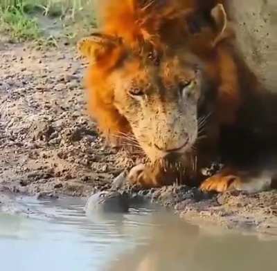 The predator attacks&hellip;..