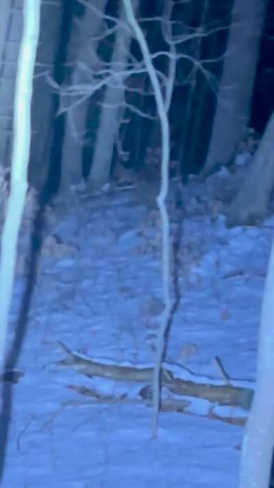 Orbs everywhere, in the woods  !! CONNECTICUT !!!