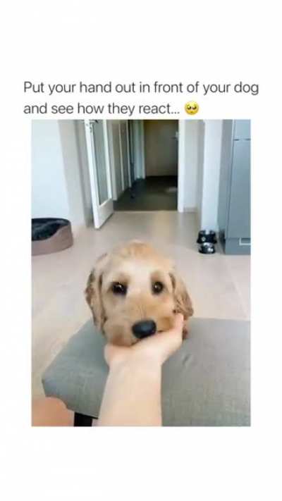 woof irl