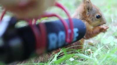 Zoologist put a microphone in front of a 7 week old baby red squirrel