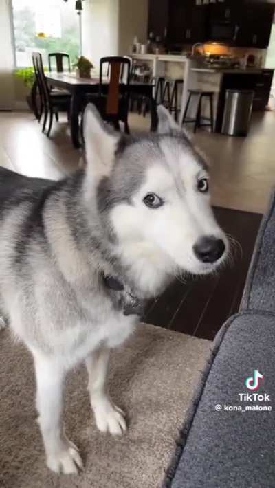 I've never heard a bass husky 😳