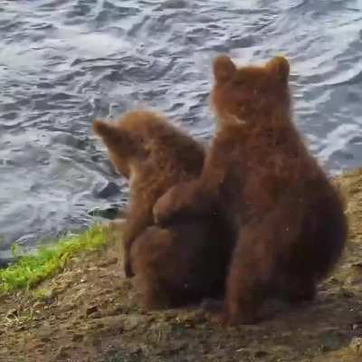 Bear cub hugs
