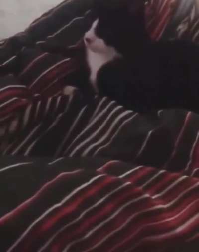 Barking cat