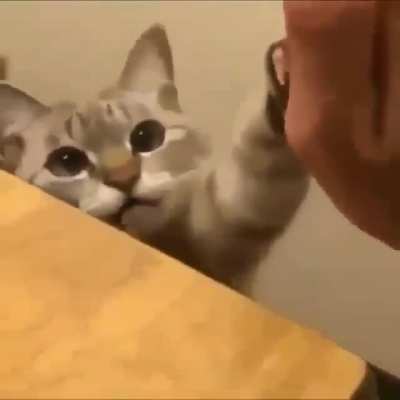 🐱🤜🤛😃