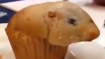 Hamster rule