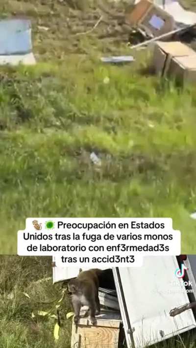 Fuga de mexicanos infectados tras un accidente en Estados Unidos 😱