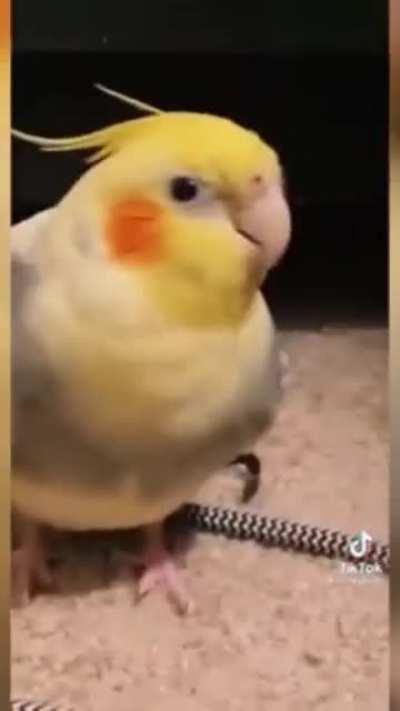 Bird doesn&rsquo;t care