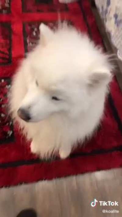 Salami vacuum pupper