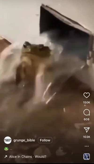 🐸