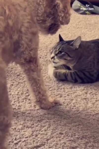 I'm taking the ball, and I'm gonna to paw y..
